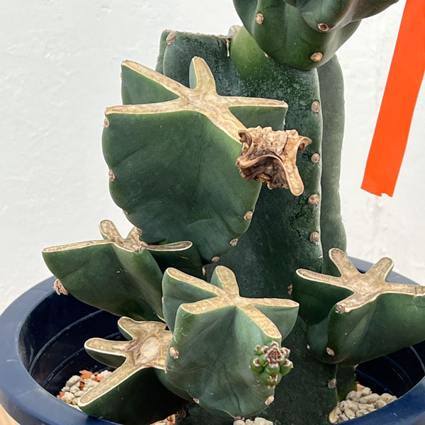 サボテン：ハシラサボテンブランチ仕立て　8号鉢植え26-01