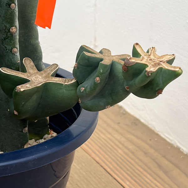 サボテン：ハシラサボテンブランチ仕立て　8号鉢植え26-01