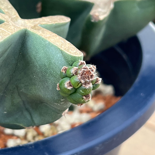 サボテン：ハシラサボテンブランチ仕立て　8号鉢植え26-01