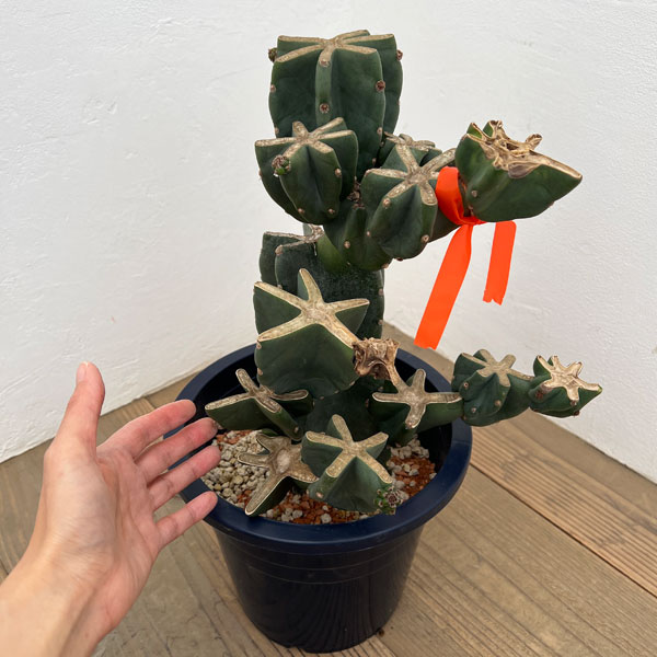 サボテン：ハシラサボテンブランチ仕立て　8号鉢植え26-01