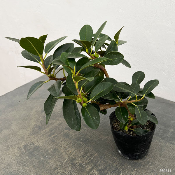 フランスゴム（フィカス・ルビキノーサ）曲がり仕立て　3.5号ポット