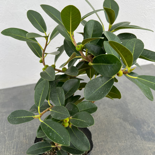 フランスゴム（フィカス・ルビキノーサ）曲がり仕立て　3.5号ポット