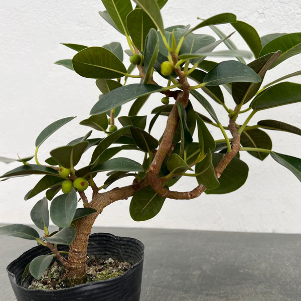 フランスゴム（フィカス・ルビキノーサ）曲がり仕立て　3.5号ポット