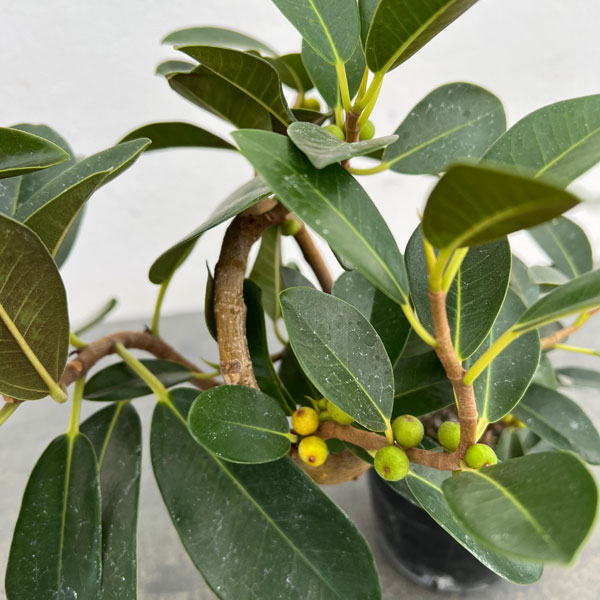 フランスゴム（フィカス・ルビキノーサ）曲がり仕立て　3.5号ポット