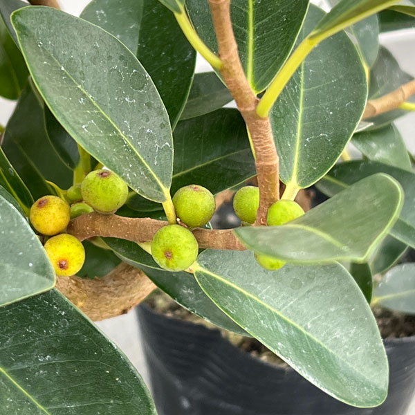 フランスゴム（フィカス・ルビキノーサ）曲がり仕立て　3.5号ポット