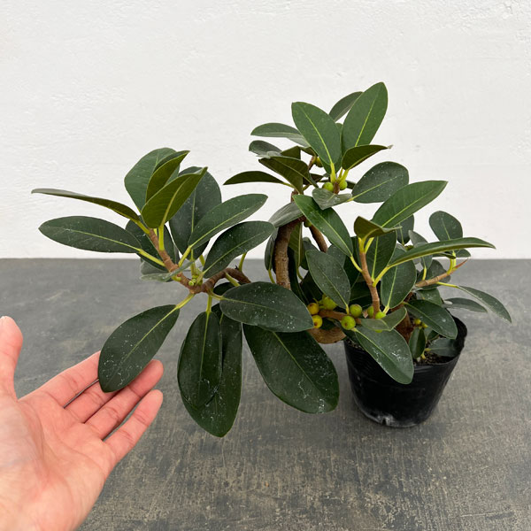 フランスゴム（フィカス・ルビキノーサ）曲がり仕立て　3.5号ポット