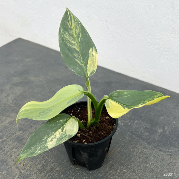 フィロデンドロン：シルバーソード　3.5号ポット26-01