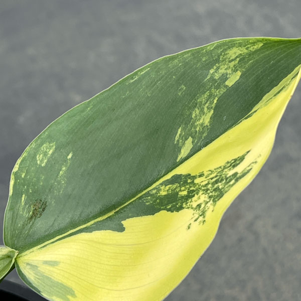 フィロデンドロン：シルバーソード　3.5号ポット26-01