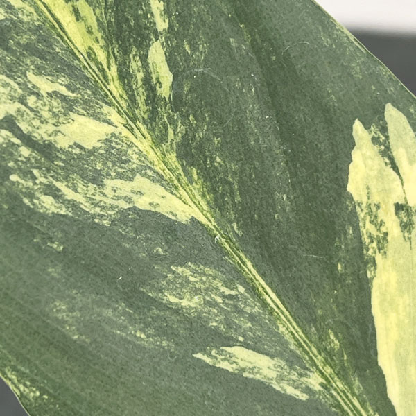 フィロデンドロン：シルバーソード　3.5号ポット26-01