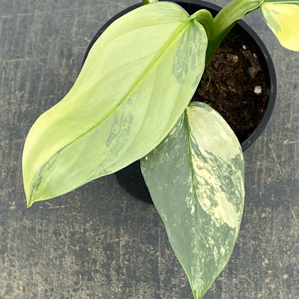 フィロデンドロン：シルバーソード　3.5号ポット26-01