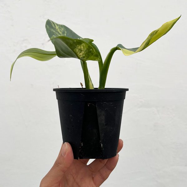 フィロデンドロン：シルバーソード　3.5号ポット26-01