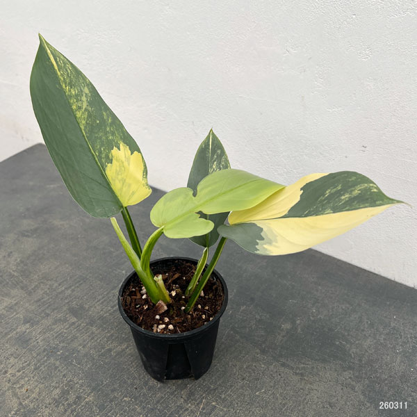 フィロデンドロン：シルバーソード　3.5号ポット26-02