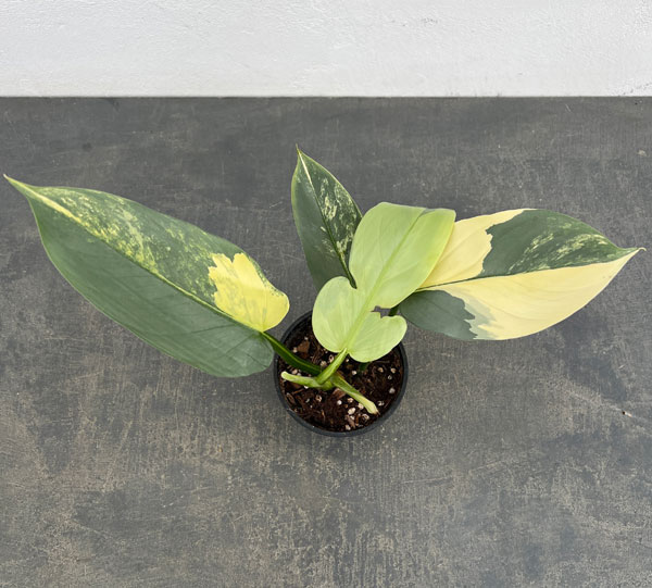 フィロデンドロン：シルバーソード　3.5号ポット26-02