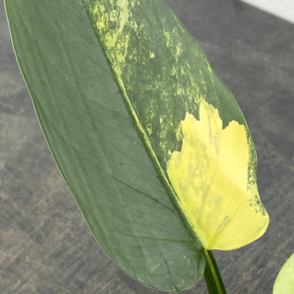 フィロデンドロン：シルバーソード　3.5号ポット26-02