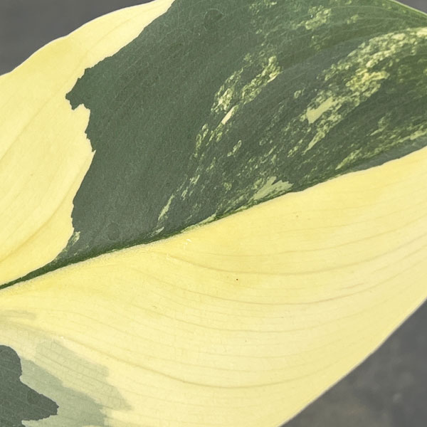 フィロデンドロン：シルバーソード　3.5号ポット26-02