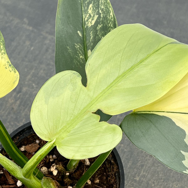 フィロデンドロン：シルバーソード　3.5号ポット26-02