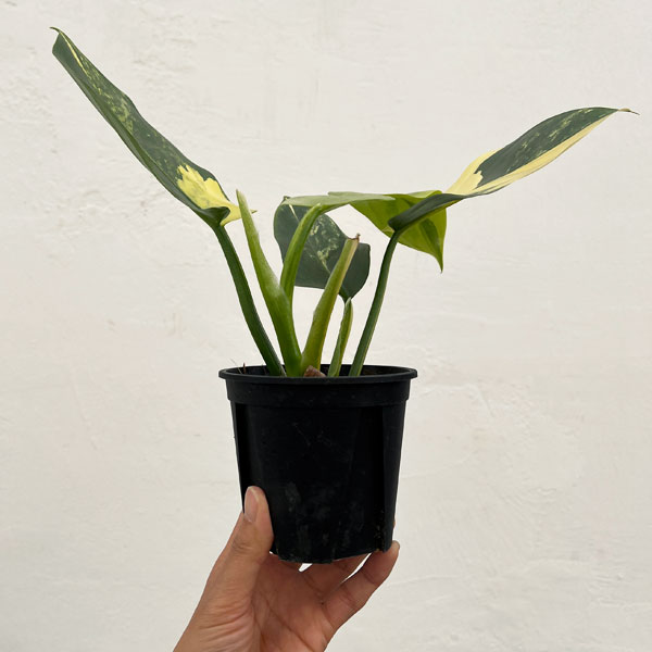 フィロデンドロン：シルバーソード　3.5号ポット26-02