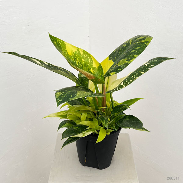 フィロデンドロン：グリーンコンゴ　バリエガータ　5号ポット