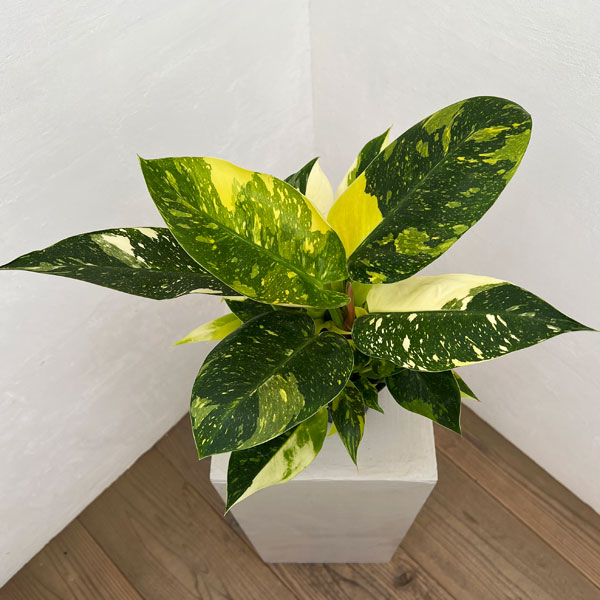 フィロデンドロン：グリーンコンゴ　バリエガータ　5号ポット