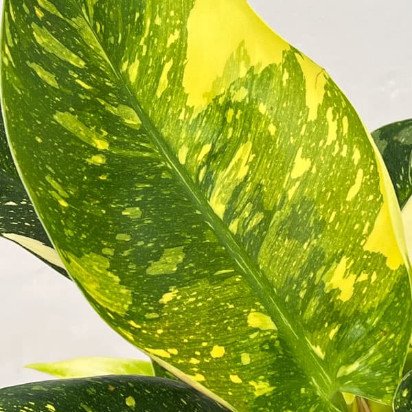 フィロデンドロン：グリーンコンゴ　バリエガータ　5号ポット