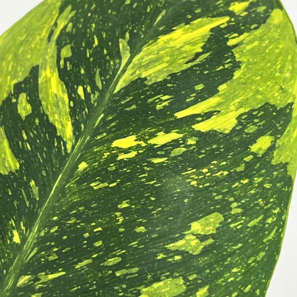 フィロデンドロン：グリーンコンゴ　バリエガータ　5号ポット