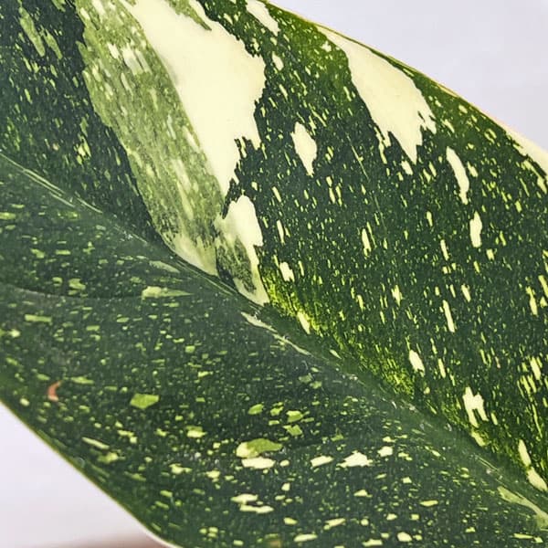 フィロデンドロン：グリーンコンゴ　バリエガータ　5号ポット