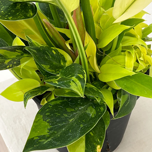 フィロデンドロン：グリーンコンゴ　バリエガータ　5号ポット