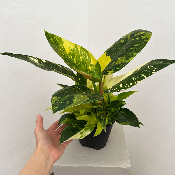 フィロデンドロン：グリーンコンゴ　バリエガータ　5号ポット