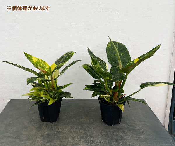 フィロデンドロン：グリーンコンゴ　バリエガータ　5号ポット