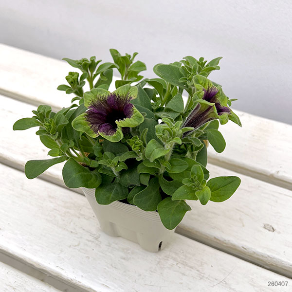 ペチュニア：アマゾナス ミッドナイトフィンチ3.5号ポット