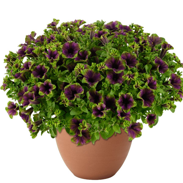 [26年4月上旬予約]ペチュニア：アマゾナス ミッドナイトフィンチ3.5号ポット