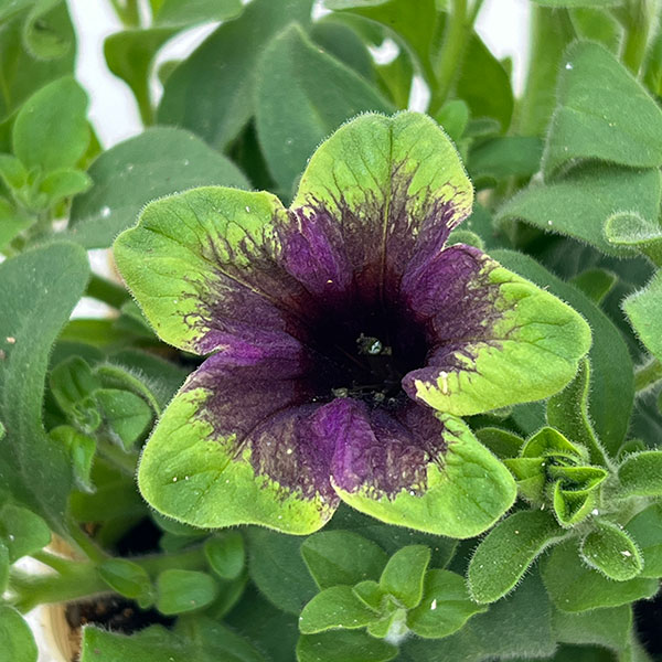 ペチュニア：アマゾナス ミッドナイトフィンチ3.5号ポット