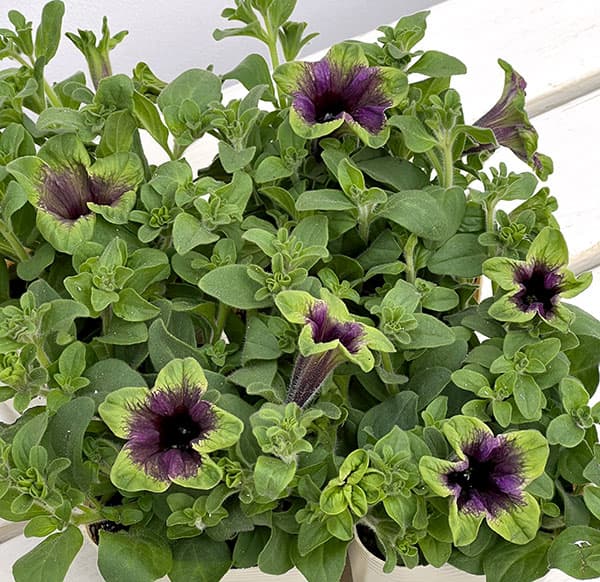 ペチュニア：アマゾナス ミッドナイトフィンチ3.5号ポット