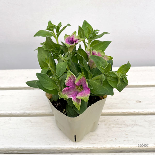 ペチュニア：アマゾナス ピンクマコー3.5号ポット