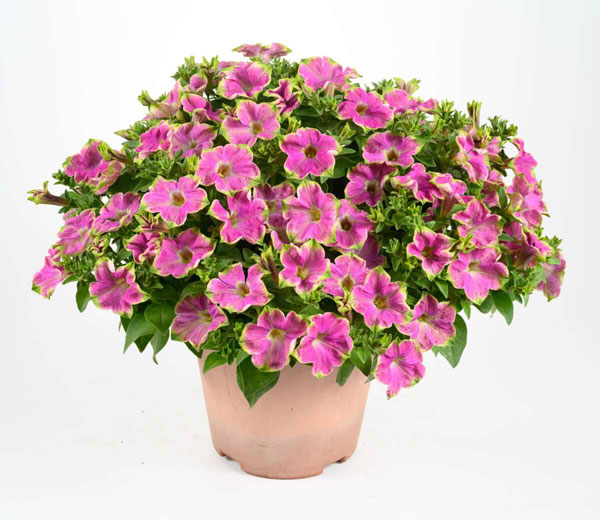 [26年4月上旬予約]ペチュニア：アマゾナス ピンクマコー3.5号ポット
