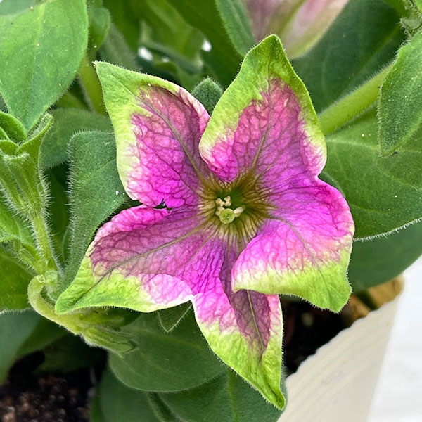 ペチュニア：アマゾナス ピンクマコー3.5号ポット