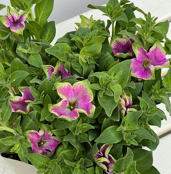 ペチュニア：アマゾナス ピンクマコー3.5号ポット