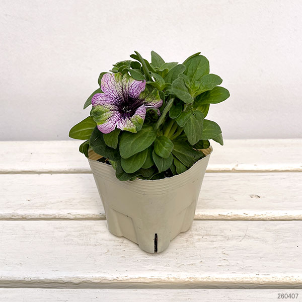 ペチュニア：アマゾナス バイオレットパラキート3.5号ポット