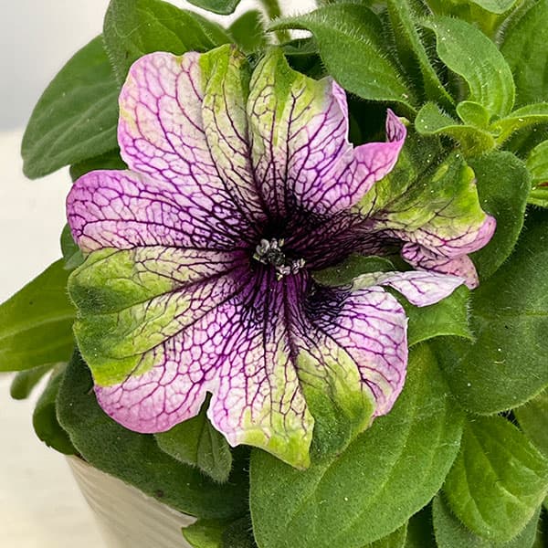 ペチュニア：アマゾナス バイオレットパラキート3.5号ポット