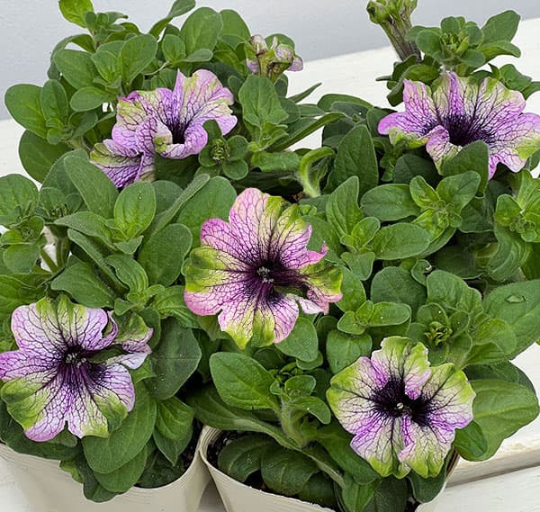 ペチュニア：アマゾナス バイオレットパラキート3.5号ポット