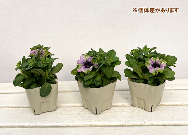 ペチュニア：アマゾナス バイオレットパラキート3.5号ポット