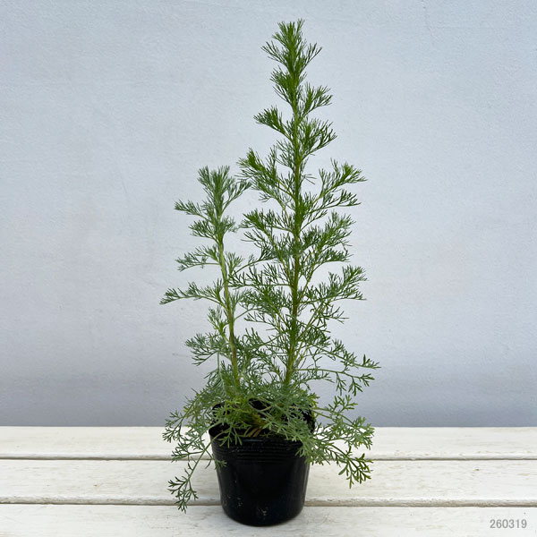 アルテミシア：グリーンプレーリー3.5号ポット