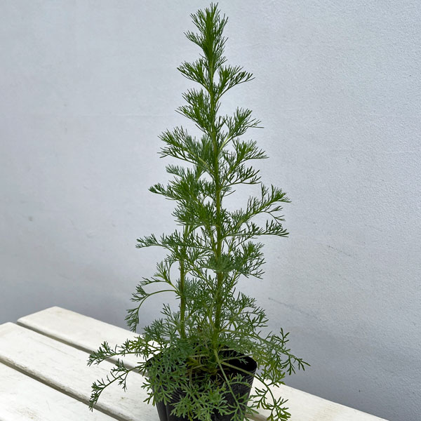 アルテミシア：グリーンプレーリー3.5号ポット