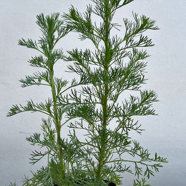 アルテミシア：グリーンプレーリー3.5号ポット