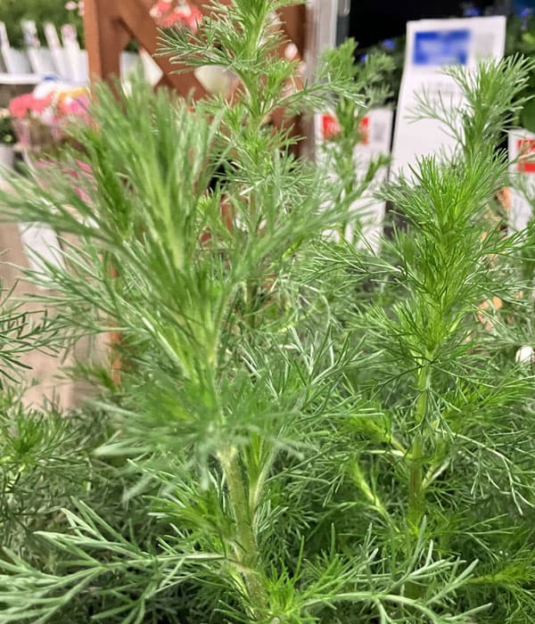 アルテミシア：グリーンプレーリー3.5号ポット