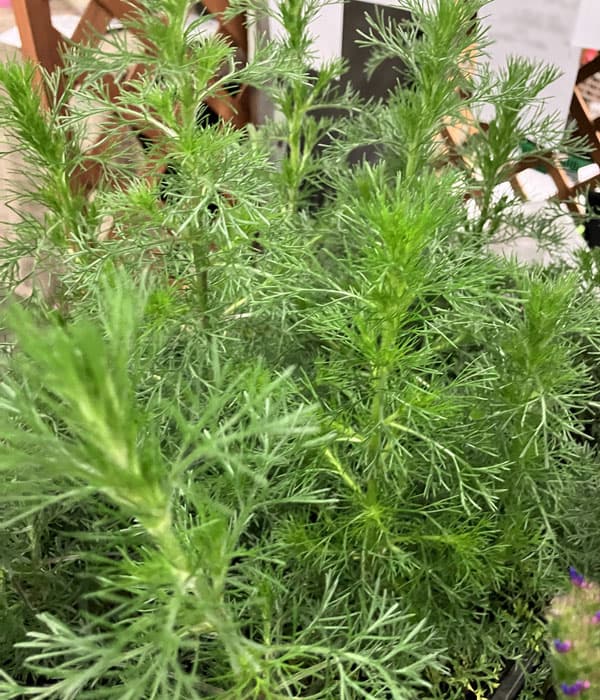 アルテミシア：グリーンプレーリー3.5号ポット