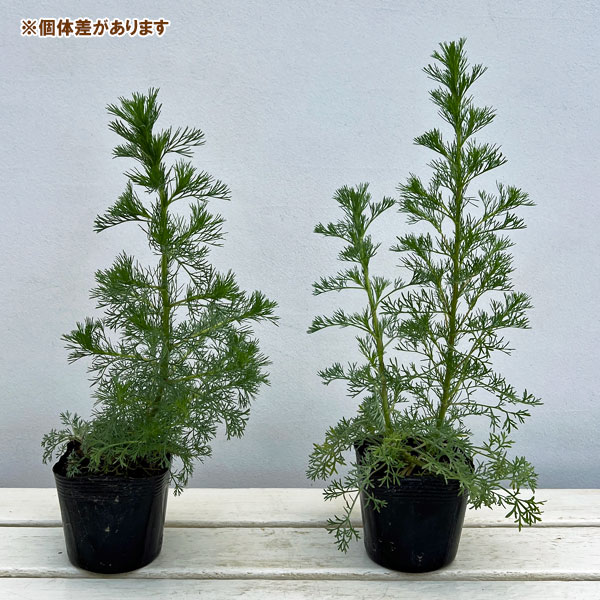 アルテミシア：グリーンプレーリー3.5号ポット