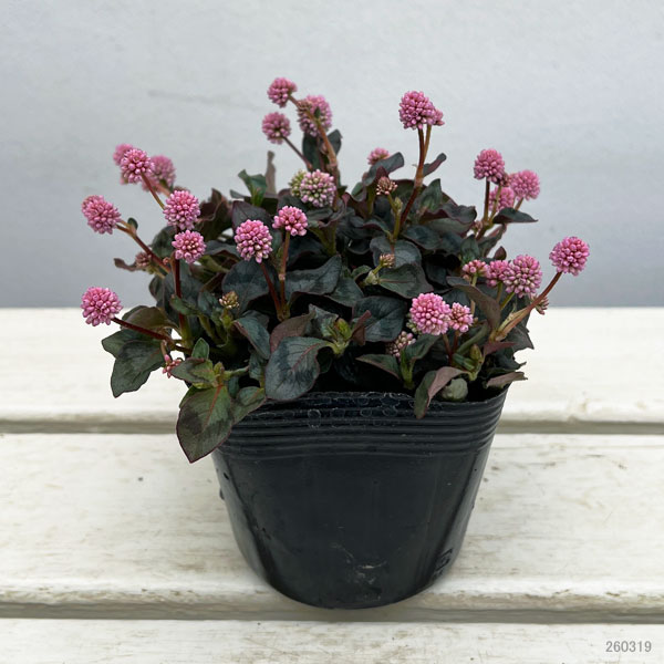 ポリゴナム：ビクトリーカーペット3.5号ポット