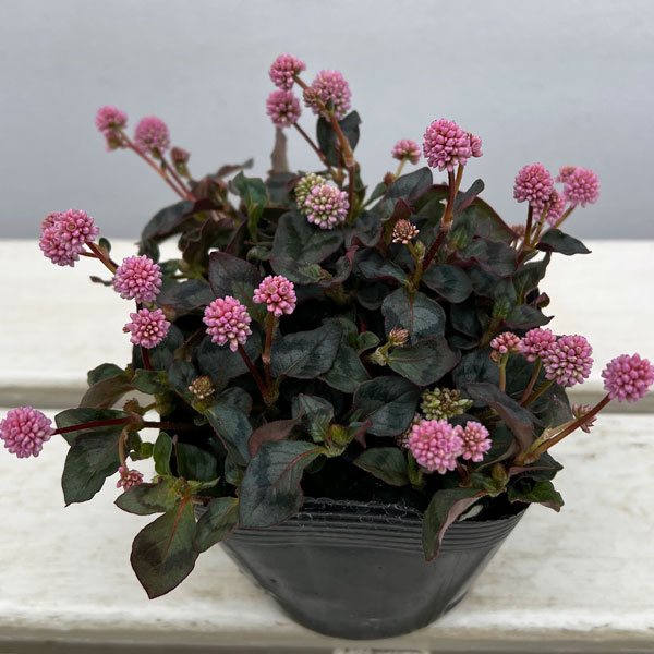 ポリゴナム：ビクトリーカーペット3.5号ポット