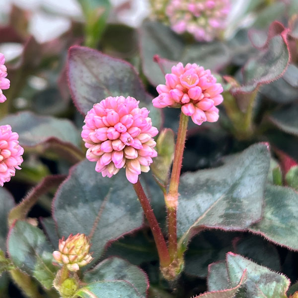 ポリゴナム：ビクトリーカーペット3.5号ポット